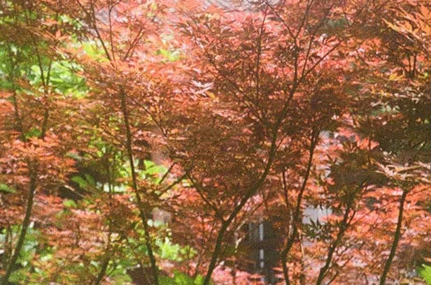 The End of Traditional SEO